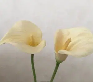 bulbo de copo de leite amarelo creme callas 2 11 e1494711917574