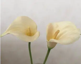 bulbo de copo de leite amarelo creme callas 2 11 e1494711917574