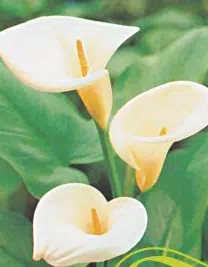 bulbo de copo de leite amarelo creme callas 2 13 e1495557983561