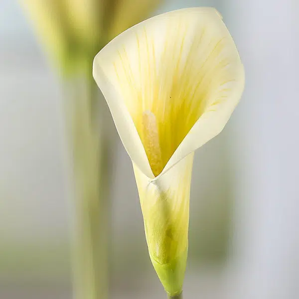 bulbo de copo de leite amarelo creme callas 2 2