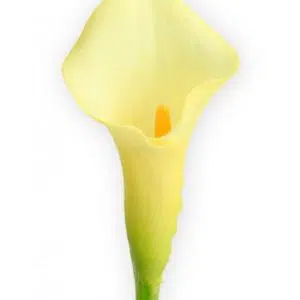 bulbo de copo de leite amarelo creme callas 2 7 e1494712023910