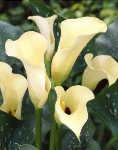 bulbo de copo de leite amarelo creme callas 2 9 e1494711967190