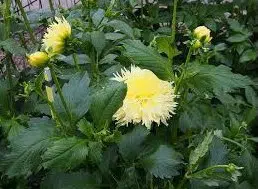 bulbo de dalia promise amarela 2 10 e1495558113745
