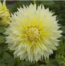 bulbo de dalia promise amarela 2 11 e1495558087284