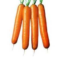 cenoura brasilia agroeconomico 6299 e1495559147808