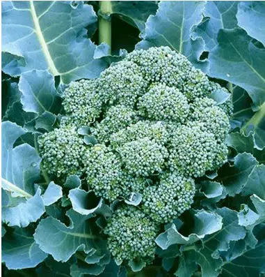 comprar sementes crioulas de brocolis ramoso agroecologico 2 e1494769129116