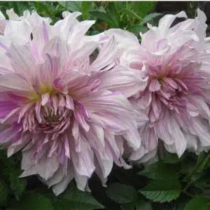 dalia mom s special 2 2 e1494710998155