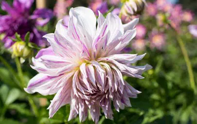 dalia mom s special 2 5 e1494710927991