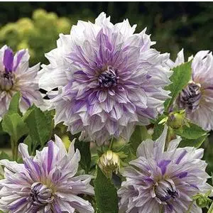 dalia mom s special 2 e1494711019359