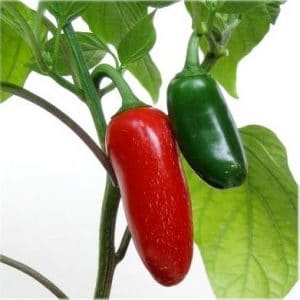 pimenta guaraciaba jalapenho 20 sementes 2 e1494769554942