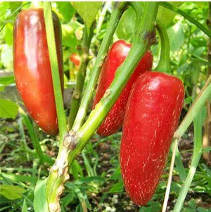 pimenta jalapenho jalapeno 20 sementes 2 2 e1494769528979