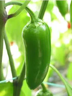 pimenta jalapenho jalapeno 20 sementes 2 4 e1495561114449