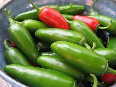 pimenta jalapenho jalapeno 20 sementes 2 5 e1494769426480