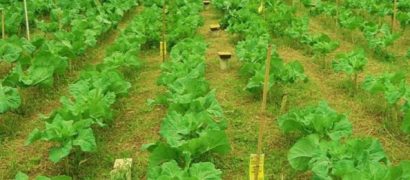 Plantar Sementes Agroecológicas de Mostarda Lisa