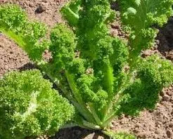 plantar sementes de mostarda crespa agroecologico 2 3 e1495558874510