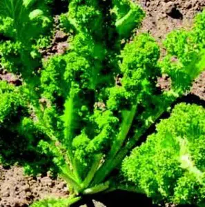 plantar sementes de mostarda crespa agroecologico 2 e1495558932782