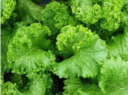 plantar sementes de mostarda crespa agroecologico 8901 e1494767827610
