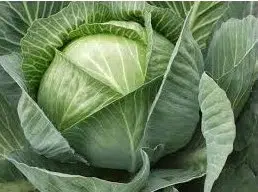 repolho louco de verao agroecologico 2 3 e1495558787839