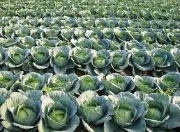 repolho louco de verao agroecologico 2 e1495558743169