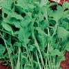 rucula cultivada agroecologica