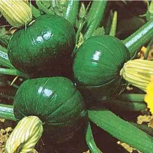 sementes agroecologicas de abobora redonda de tronco 0263 e1494768800823