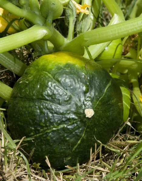 sementes agroecologicas de abobora redonda de tronco 2 2 e1494768701996