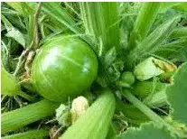 sementes agroecologicas de abobora redonda de tronco 2 3 e1495559876850
