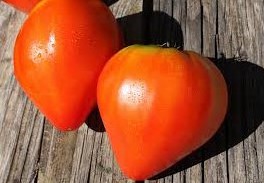 sementes de tomate coracao de boi 2 2 e1495558398609