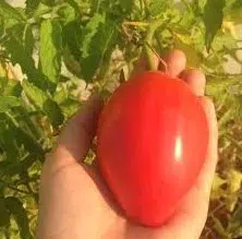 sementes de tomate coracao de boi 2 5 e1495558350400
