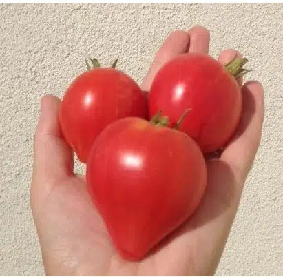 sementes de tomate coracao de boi 2 6 e1494767627422