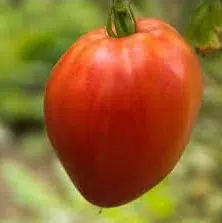 sementes de tomate coracao de boi 2 7 e1495558327684