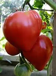 sementes de tomate coracao de boi 2 8 e1495558466557