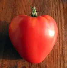 sementes de tomate coracao de boi 2 9 e1495558486113