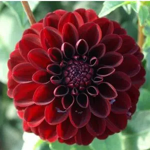 tuberculo dalia dark spirit 2 4 e1494710841619