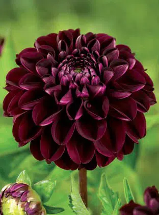 tuberculo dalia dark spirit 2 5 e1494710820268