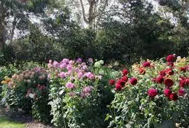 tuberculo dalia dark spirit 2 7 e1494710773798