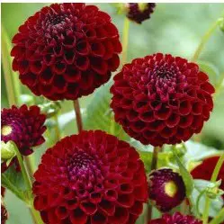 tuberculo dalia dark spirit 2 9 e1494710700792