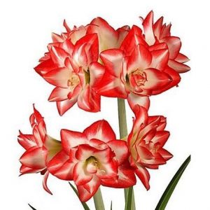 amarilis blossom bingo bulbo 9826 e1494696681561