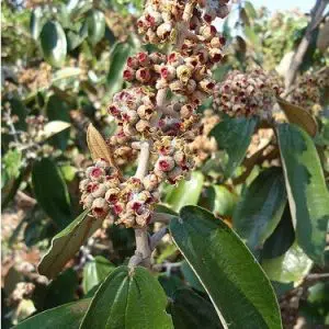 canela de velho para cha 2 e1494702514267