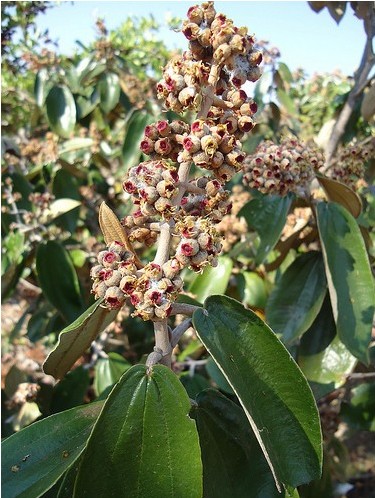 Canela De Velho Para Cha 20g Soflor Sementes