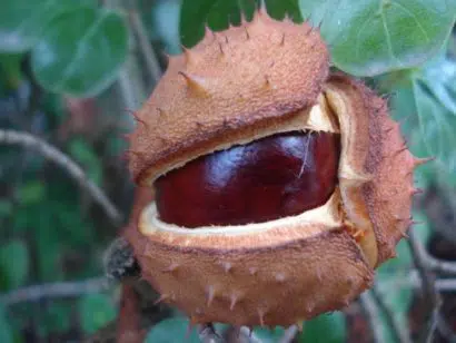 castanha da india em po 2 3