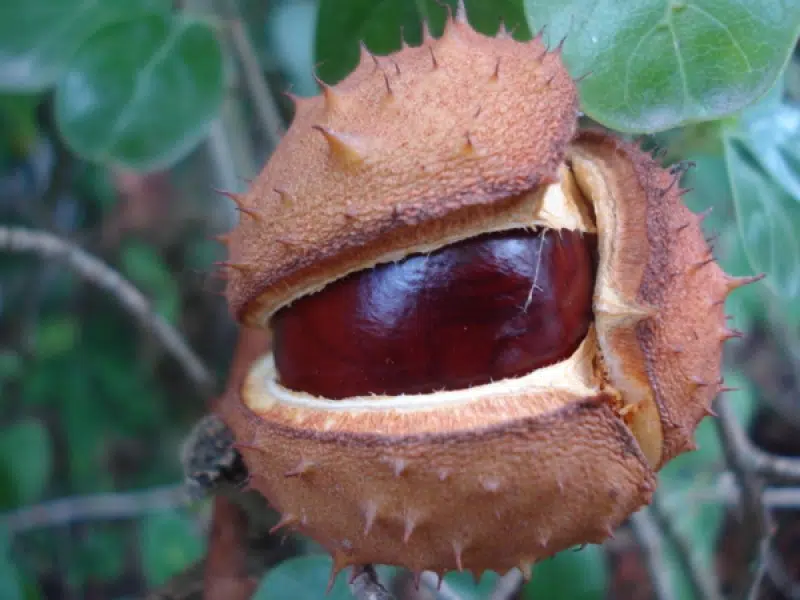 castanha da india em po 2 3