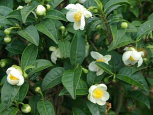 Chá Branco Camellia sinensis