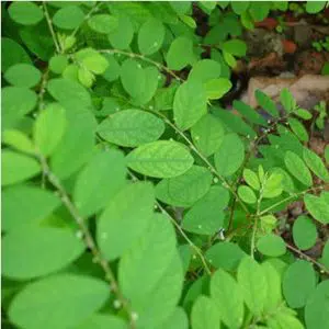 cha de quebra pedra para cha phyllanthus niruri 1310 e1494699348481