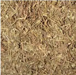 cha de quebra pedra para cha phyllanthus niruri 6605 e1494699417192