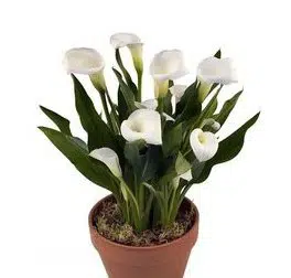copo de leite branco bulbo para plantar 3219 e1494696777893