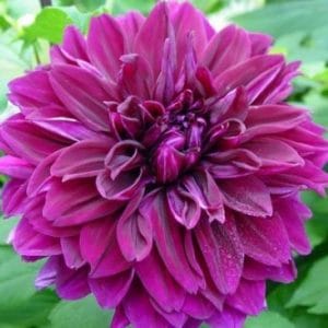 dahlia babbylon e1498101704462