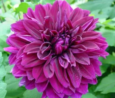 dahlia babbylon e1498101704462