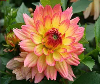 dalia vera tuberculo 2 e1494697346249