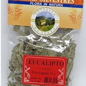 eucalipto para cha eucalyptus globulus 2 e1494697698366